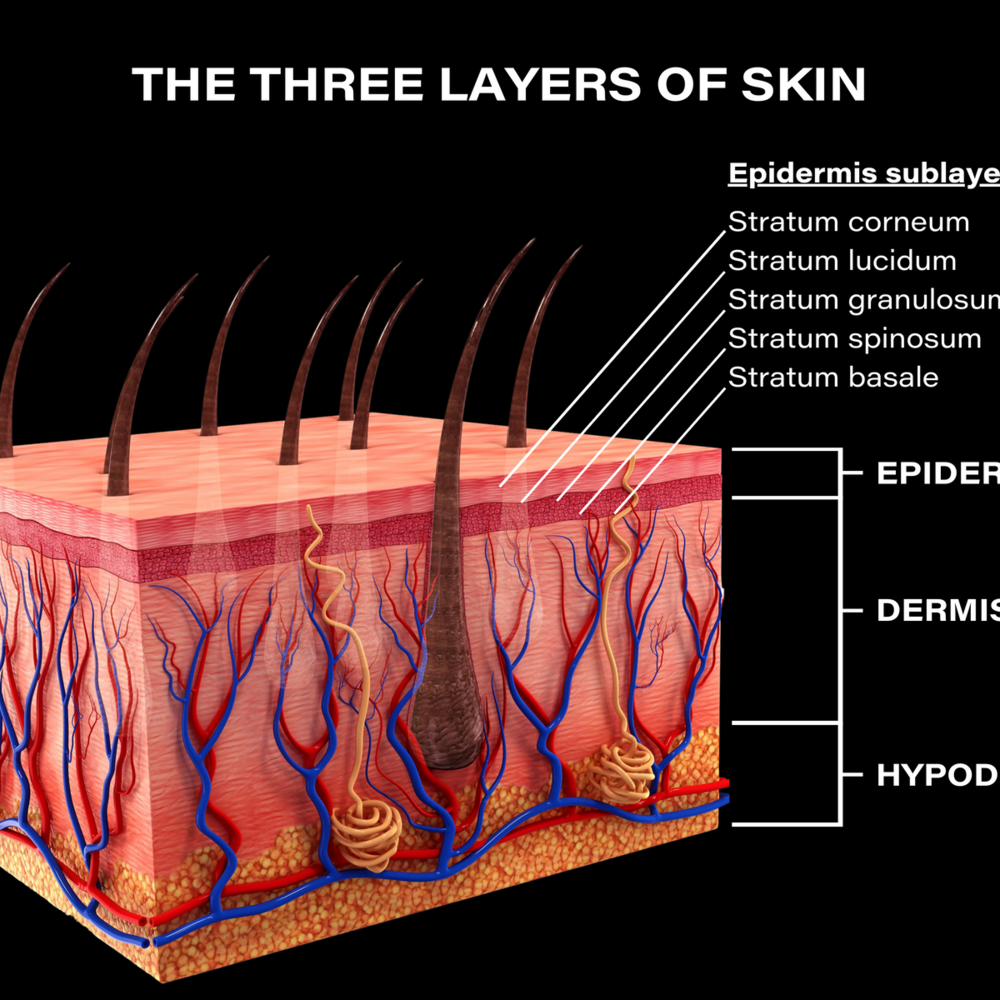 three-layers-of-skin-diagram